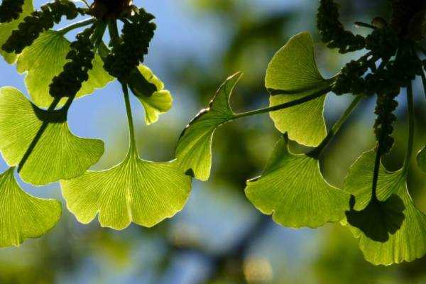 Гинкго билоба (Ginkgo biloba): где растет, описание, интересные факты, полезные свойства растения