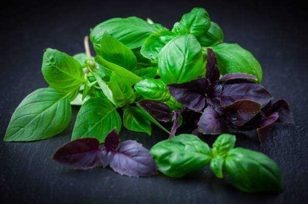 Базилик: полезные и лечебные свойства, применение, противопоказания