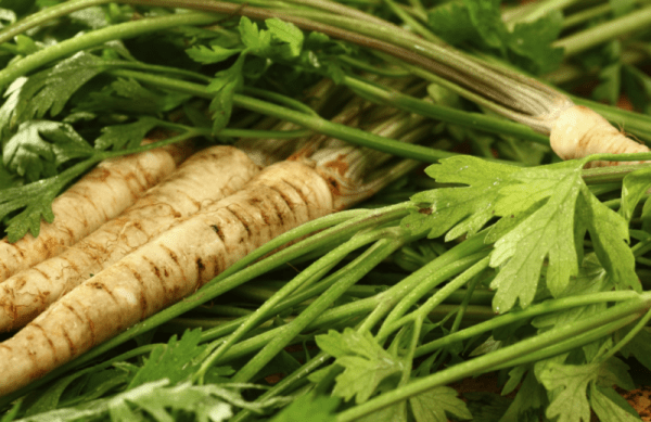 Корень петрушки: лечебные свойства и применение, противопоказания