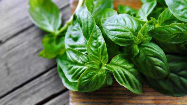 Базилик: полезные и лечебные свойства, применение, противопоказания