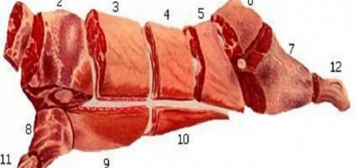 Это надо знать! Кулинарное использование частей туши