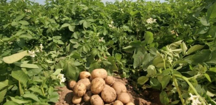 Что обязательно нужно сделать с грядкой после уборки урожая картофеля?