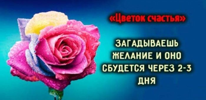 «Цветок счастья»: загадываешь желание и оно сбудется через 2-3 дня...