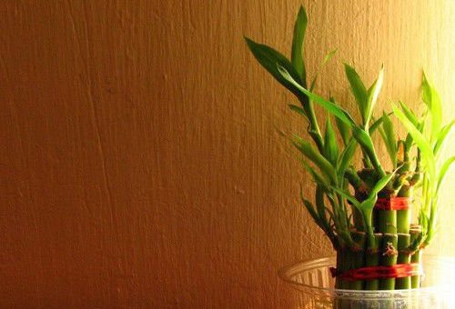 Самые удивительные талисманы в традиции фен шуй