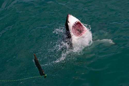 Что означает амулет из зуба акулы