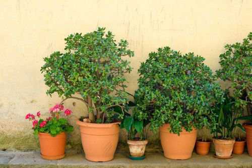 Талисманы на деньги своими руками