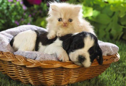 Какие читают заговоры для лечения животных?