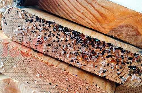 Как избавиться от насекомых в вашем доме с помощью заговоров