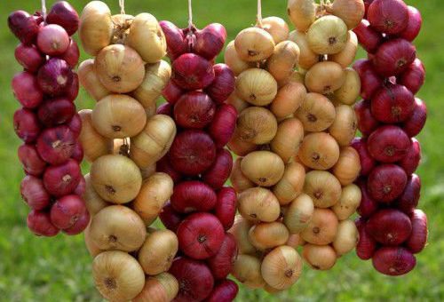 Применение заговоров на луке для рассорки, похудения и избавления от порчи