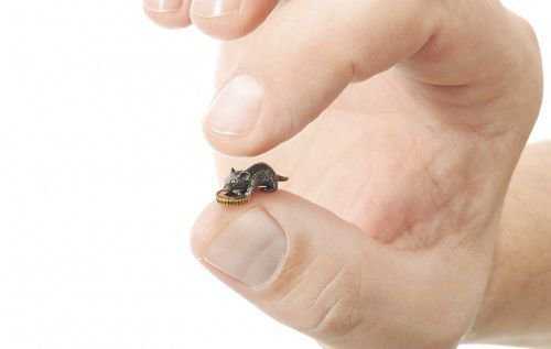 Якорь для денег: талисманы, которые кладутся в кошелек