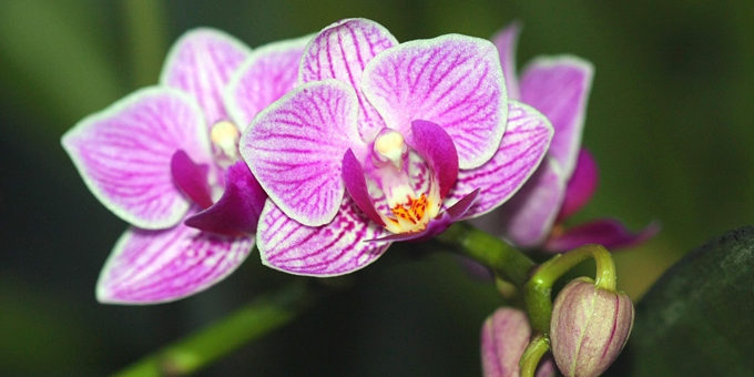 Магическое значение орхидеи в вашем доме