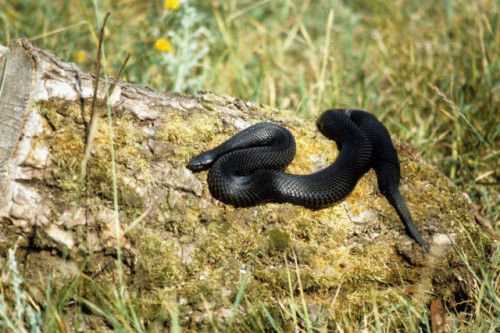 Заговоры против змей: как правильно выполнить