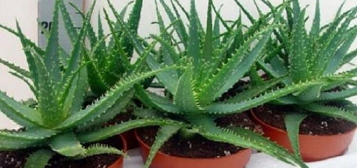 4 комнатных растения, которые должны быть в каждой квартире