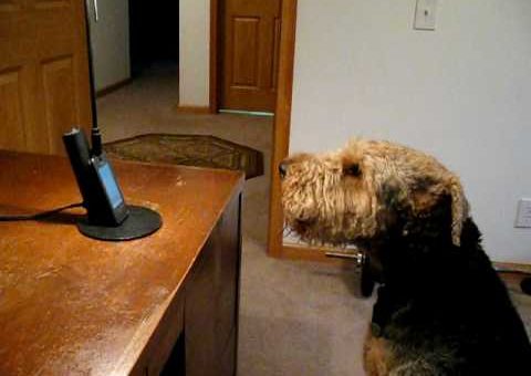 Собака очень скучала, и хозяин устроил для нее телефонный разговор.