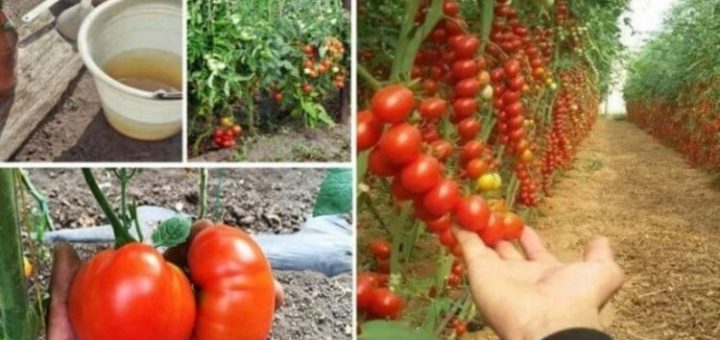 Попшикайте этим средством на огурцы и помидоры — и они никогда не будут «болеть»!