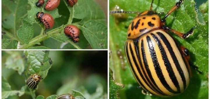 Проверенный метод, который поможет навсегда избавиться от колорадского жука.