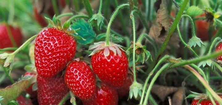 Клубника быстро портится. Эксперт-фермер рассказал, как хранить ее неделю!
