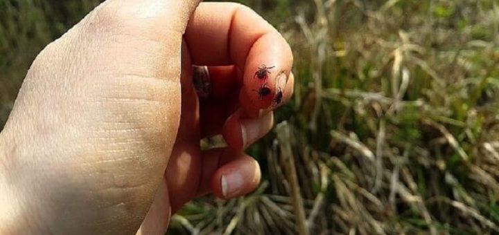 Используй этот хитрый трюк, чтобы не стать жертвой клещей!