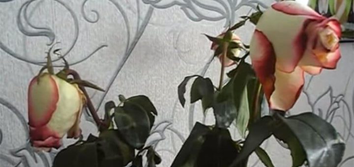 Как оживить букет увядших роз при помощи кипятка. Способ работает великолепно, сложно поверить глазам!