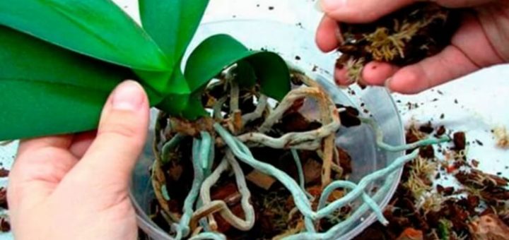 Если гниют или сохнут корни орхидеи, их еще можно спасти! Вот что делать