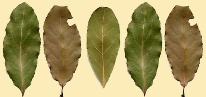 Она разложила сухие листья по всем углам дома. Узнав причину, я сразу сделал то же самое