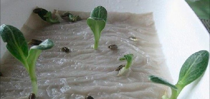 Оригинальный способ выращивания рассады. Нет ни грязи, ни забот по поливу!