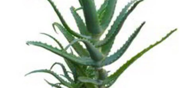 Эти растения – кислородные бомбы! Хотя бы одно должно быть в вашем доме!