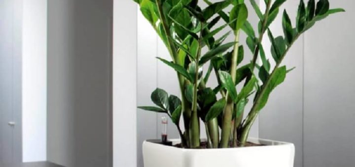 Красавец замиокулькас: 10 плюсов в пользу экзотического растения в вашем доме!