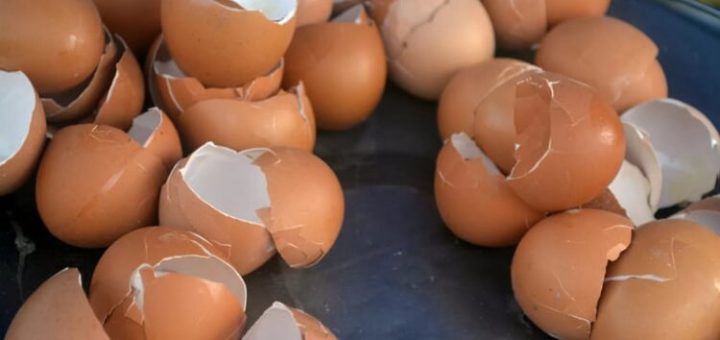 Я перестала выкидывать яичную скорлупу, когда узнала о том, на что она способна…