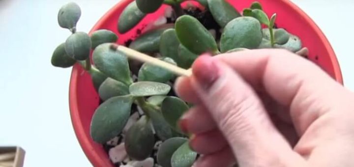 Цветоводы советуют втыкать спичку в горшок. Хитрость, о которой мало кто знает!