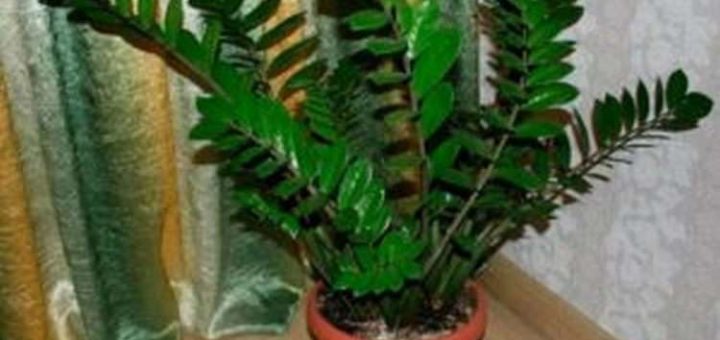 5 грубых и типичных ошибок в уходе за замиокулькасом