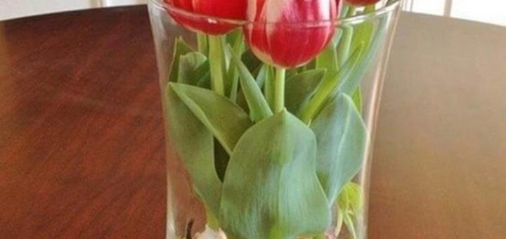 Тюльпаны будут цвести на протяжении всего года! Растим дома без земли – открываем секрет, как это сделать!