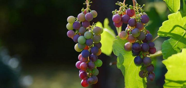 5 Простых Способов Отличить Настоящее Вино От Подделки