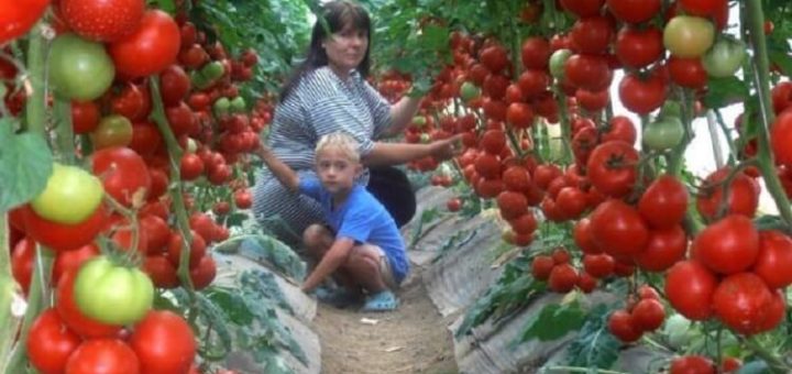 Супер-рецепт для томатов: очень эффективная подкормка!