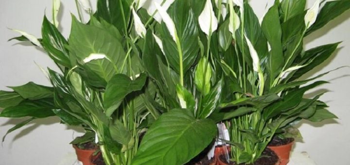 Полейте растения этим средством и они оживут через пару дней!