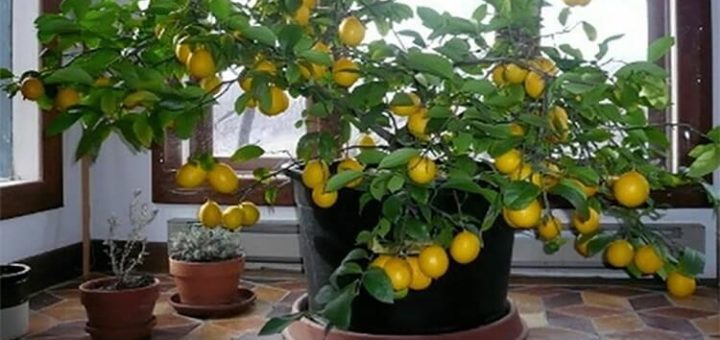 Как вырастить лимонное дерево в домашних условиях (подробная инструкция).