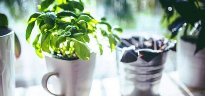 19 съедобных растений, которые вообще без проблем можно вырастить на дому