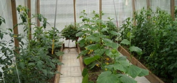 Топ 3-х подкормок для помидор и огурцов! Хозяйкам записать обязательно!