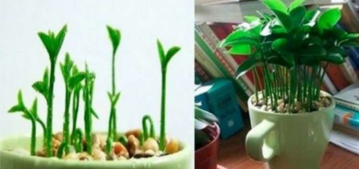 Вот как вырастить лимон в чашке — чтобы дома всегда идеально пахло