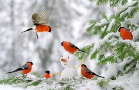 15 зимних примет