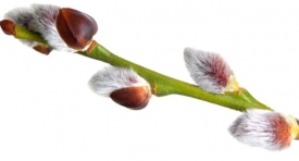 Веточка вербы - амулет для всей семьи. Магические свойства вербы