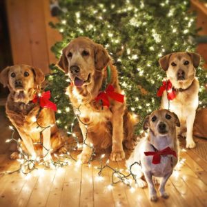 Узнайте, как пройдет год Собаки из его характеристики