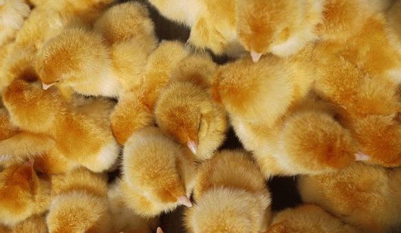 К чему снятся много маленьких цыплят?