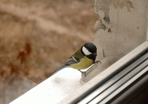 Примета: синица залетела в окно