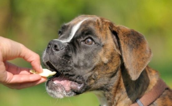 К чему снится кормить собаку во сне по сонникам Миллера, Ванги, Медеи