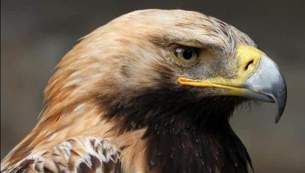 К чему снится орел по сонникам Миллера, Фрейда, Медеи