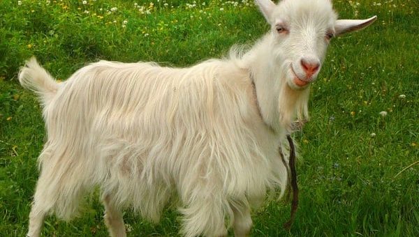 К чему снится коза по известным сонникам Миллера и Ванги