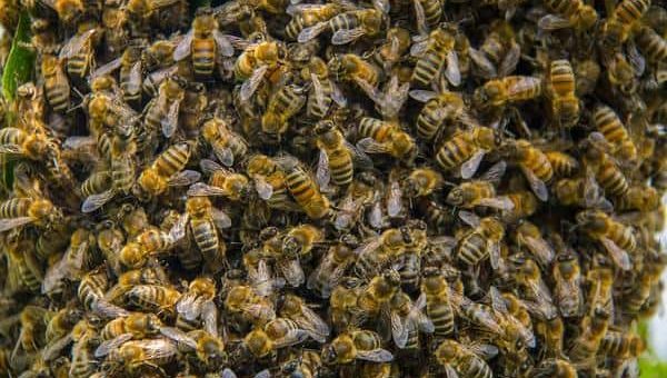 К чему снится рой пчел по сонникам Миллера, Фрейда, Ванги