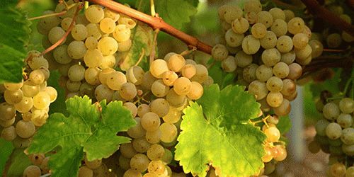 К чему снится виноград женщине?