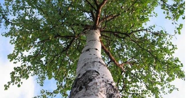 К чему снится береза по сонникам Фрейда, Миллера, китайским сонникам